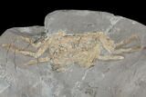 Two Miocene Fossil Crabs (Styrioplax?) - Pohorje, Slovenia #130188-2